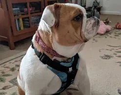 Thanks for the new harness. It fits great!