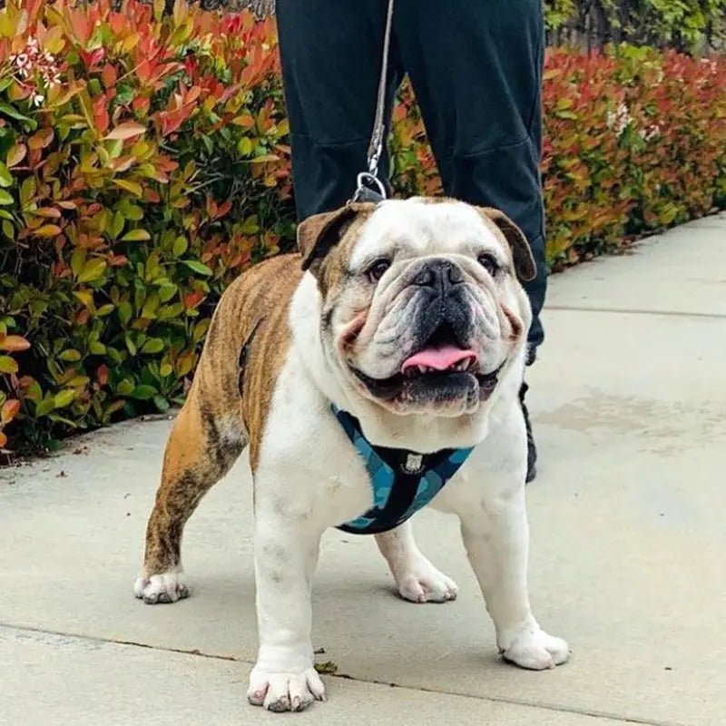 The 5 Types of Bulldogs on Walks (Which One Is Yours?)