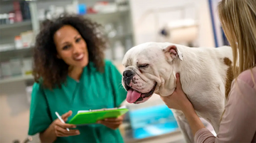 The 7 Most Common Bulldog Health Issues in 2026 — What Every Owner Should Know - Bulldog Grade
