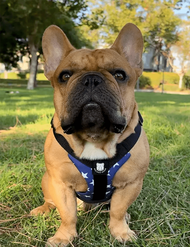 The most amazing harness we’ve ever had!
