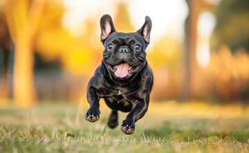 The Top 5 Bulldog Health Myths: What You Should and Shouldn't Worry About - Bulldog Grade