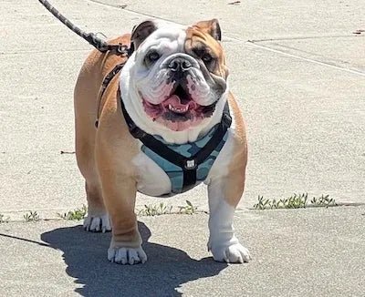 The Very Best Quality &amp; Best Fitting Harness!