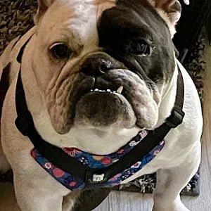 This Fit Margo Perfectly! - Bulldog Grade