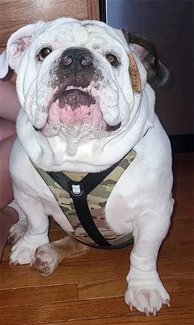 This Harness is AMAZING!