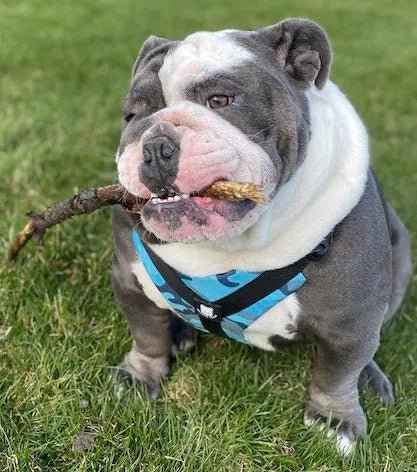 This Harness is Great!!