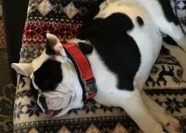 Top Quality, Comfort and Growth Expansion - Bulldog Grade