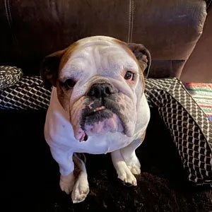 Very Fast Shipping - Bulldog Grade