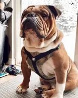 We Are Happy With This Harness! - Bulldog Grade