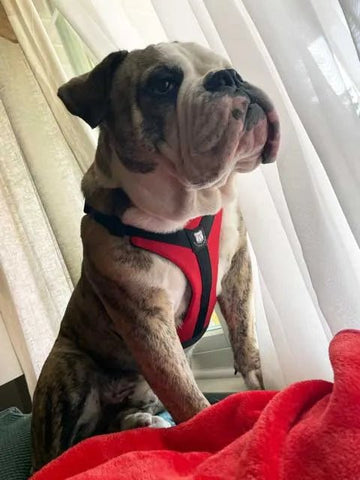 We Love Our New Harness! - Bulldog Grade