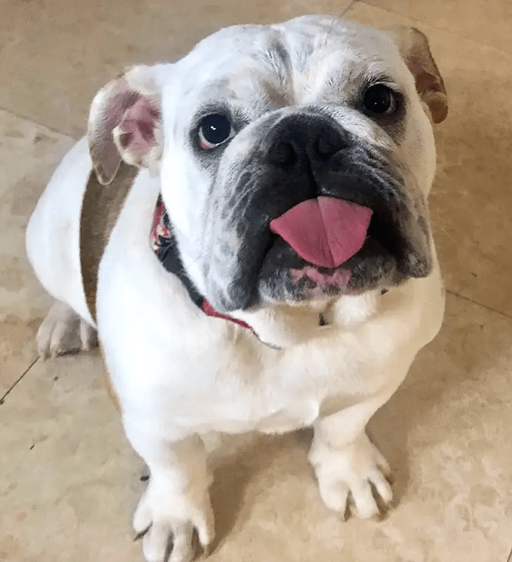 What Your Bulldog Wishes You Knew About Them