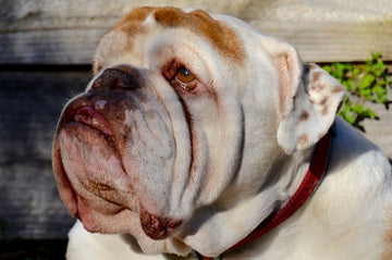 Why Are My Bulldog's Wrinkles Red and Stinky? - Bulldog Grade