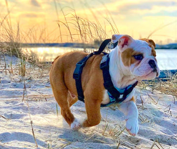 Why Bulldogs Slip Out of Standard Harnesses (and How to Fix It) - Bulldog Grade