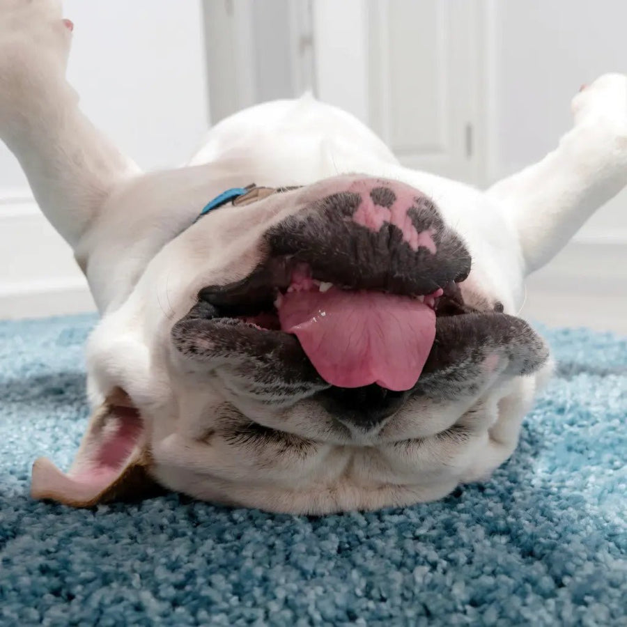 Why Do Bulldogs Sleep Like This? 😂 7 Positions That Perfectly Match Their Personalities