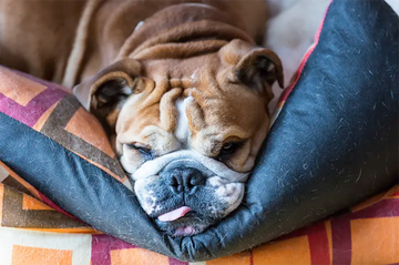 Why Your Bulldog’s Snoring Gets Worse in Winter — Causes & Solutions - Bulldog Grade