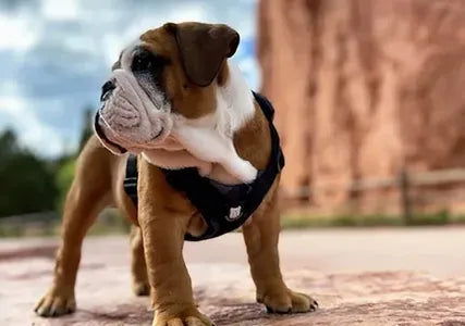 Bulldog Grade Harnesses