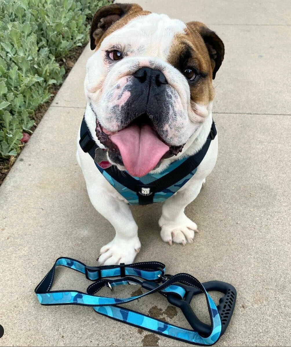Bulldog Grade Harness + Leash Combo - Bulldog Grade