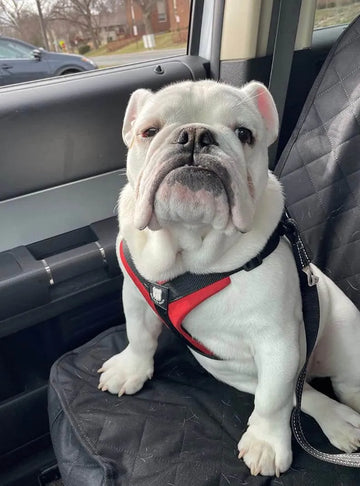 Bulldog Grade Bulldog Harness 2.0