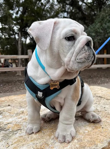 Bulldog Grade Bulldog Harness 2.0