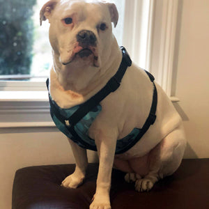 Bulldog Grade Bulldog Harness 2.0