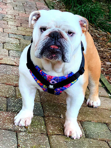 Bulldog Grade Bulldog Harness 2.0
