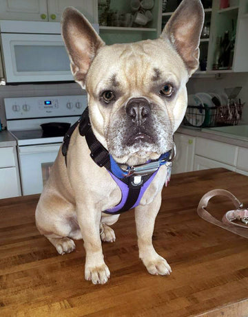 Bulldog Grade Bulldog Harness 2.0