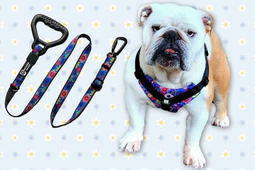 Bulldog Grade Harness + Leash Combo