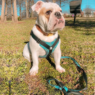 Bulldog Grade Harness + Leash Combo