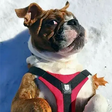 Bulldog Grade