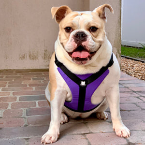 Bulldog Grade Bulldog Harness 2.0