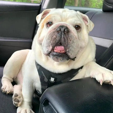 Best Bulldog Harness 2.0 – Bulldog Grade® - Bulldog Grade