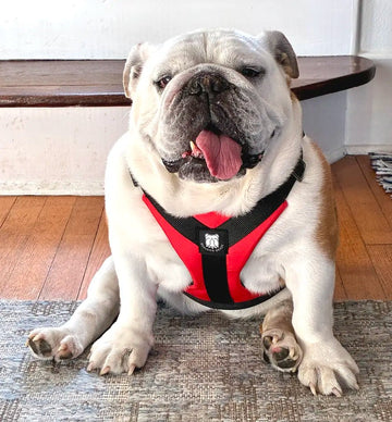 Best Bulldog Harness 2.0 – Bulldog Grade® - Bulldog Grade