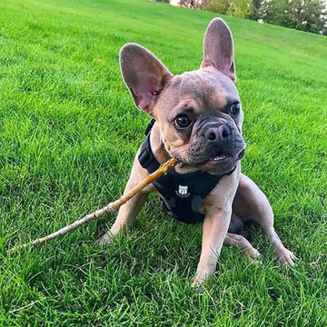 Best Bulldog Harness 2.0 – Bulldog Grade® - Bulldog Grade