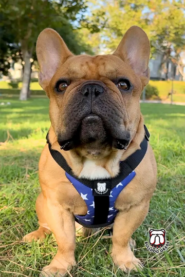 Best Bulldog Harness 2.0 – Bulldog Grade® - Bulldog Grade