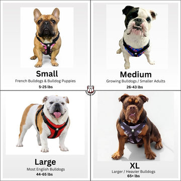 Best Bulldog Harness 2.0 – Bulldog Grade® - Bulldog Grade