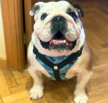Best Bulldog Harness 2.0 – Bulldog Grade® - Bulldog Grade