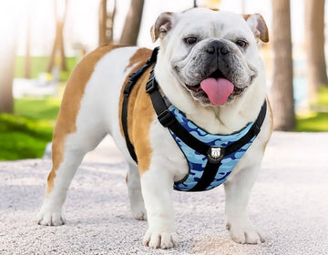Best Bulldog Harness 2.0 – Bulldog Grade® - Bulldog Grade