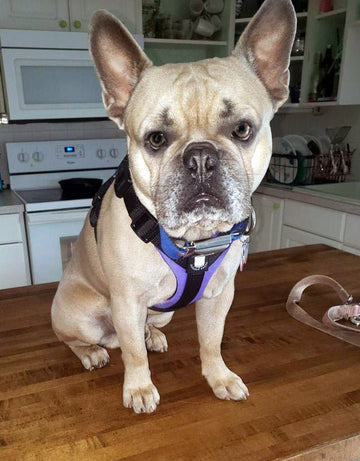 Bulldog Grade Bulldog Harness 2.0 - Bulldog Grade