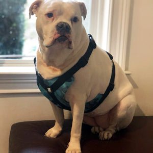 Bulldog Grade Bulldog Harness 2.0 - Bulldog Grade