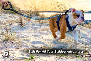 Bulldog Grade Harness + Leash Combo - Bulldog Grade