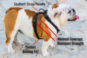 Bulldog Grade Harness + Leash Combo - Bulldog Grade