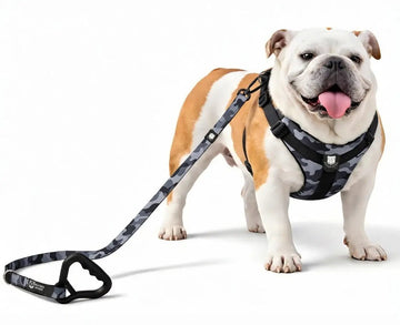 Bulldog Grade Harness + Leash Combo - Bulldog Grade
