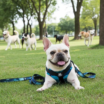 Bulldog Grade Harness + Leash Combo - Bulldog Grade