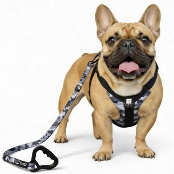 Bulldog Grade Harness + Leash Combo - Bulldog Grade