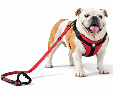 Bulldog Grade Harness + Leash Combo - Bulldog Grade