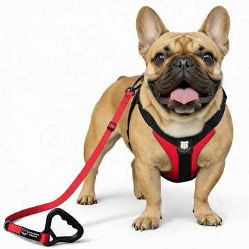 Bulldog Grade Harness + Leash Combo - Bulldog Grade