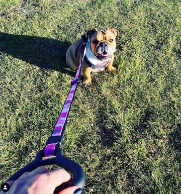 Bulldog Grade - The Loyal Bulldog Leash - Bulldog Grade