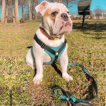 Bulldog Grade - The Loyal Bulldog Leash - Bulldog Grade