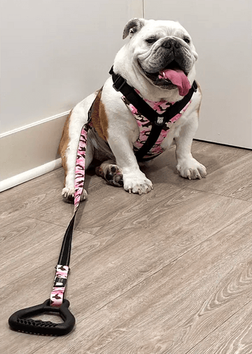 Bulldog Grade - The Loyal Bulldog Leash - Bulldog Grade