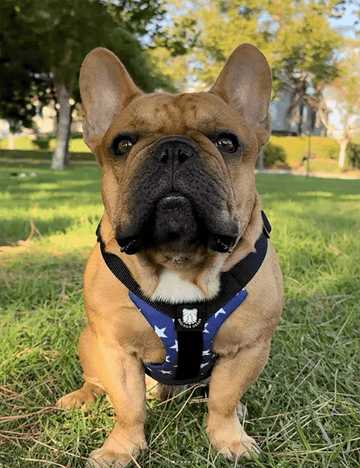 Limited Edition – Stubborn Stars Harness (Small – Ideal for French Bulldogs)